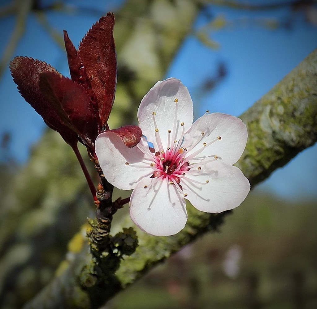 Spring by flowerfairyann