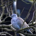 Lonely dove by rosiekind
