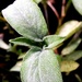 15th Feb 2016 Salvia officinalis by m2016