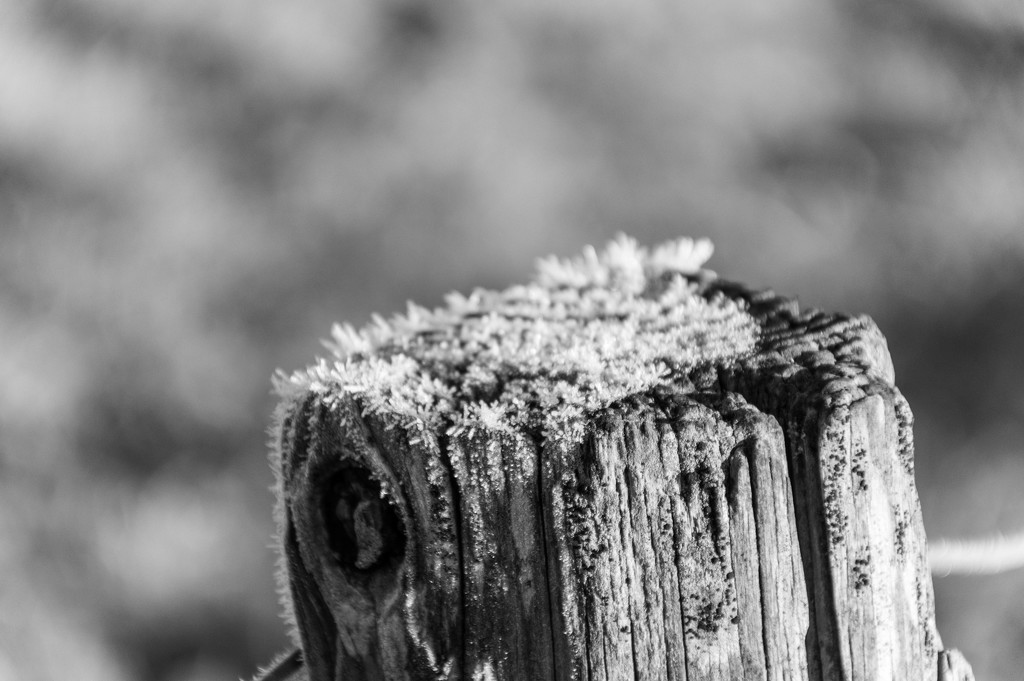 Frosty fence post..... by susie1205