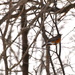 Great Backyard Bird Count (GBBC) by frantackaberry
