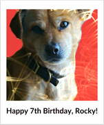 13th Feb 2016 - Rocky's Birthday Card.