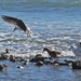Gulls by jaybutterfield