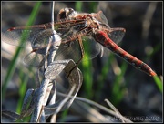 15th Feb 2016 - Dragonfly at rest...