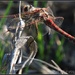 Dragonfly at rest... by soylentgreenpics
