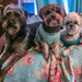 3 Pups by marylandgirl58