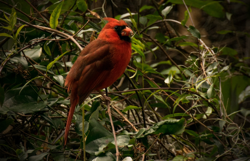 Wounded Cardinal! by rickster549