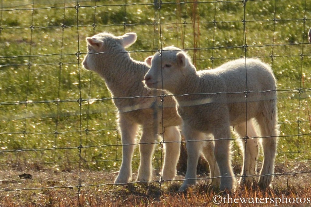 New lambs by thewatersphotos