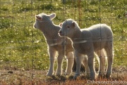 14th Feb 2016 - New lambs