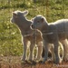 New lambs by thewatersphotos