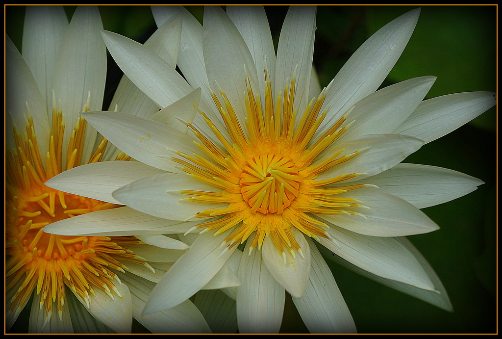 Water lily beauties by dide
