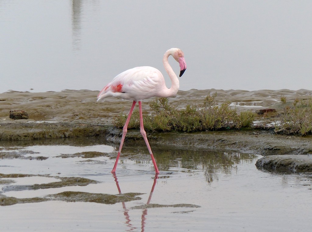  Greater Flamingo (Not in Captivity!!) by susiemc