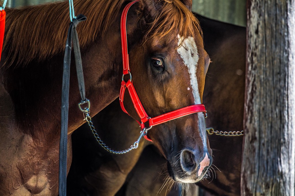 The red bridle by pusspup