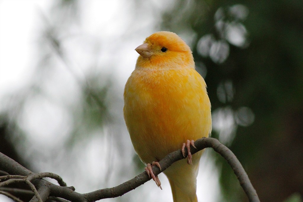 Little yellow canary by leggzy