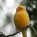 Little yellow canary by leggzy