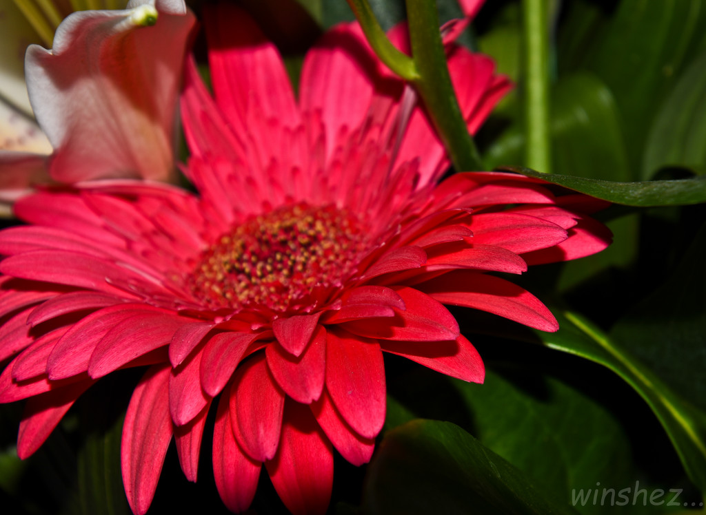 flower by winshez