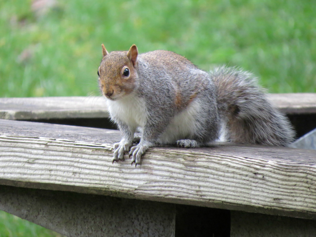 Busy Squirrel by seattlite