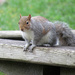 Busy Squirrel by seattlite