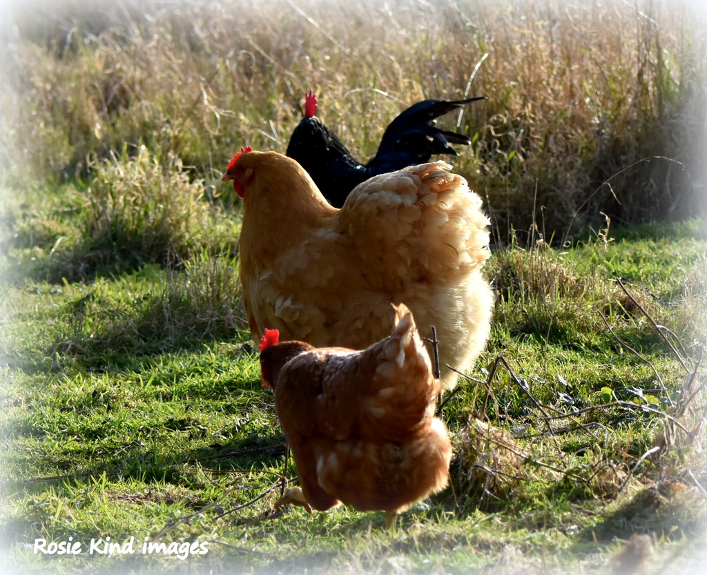 Goose step - oh no hen step! by rosiekind