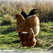 Goose step - oh no hen step! by rosiekind