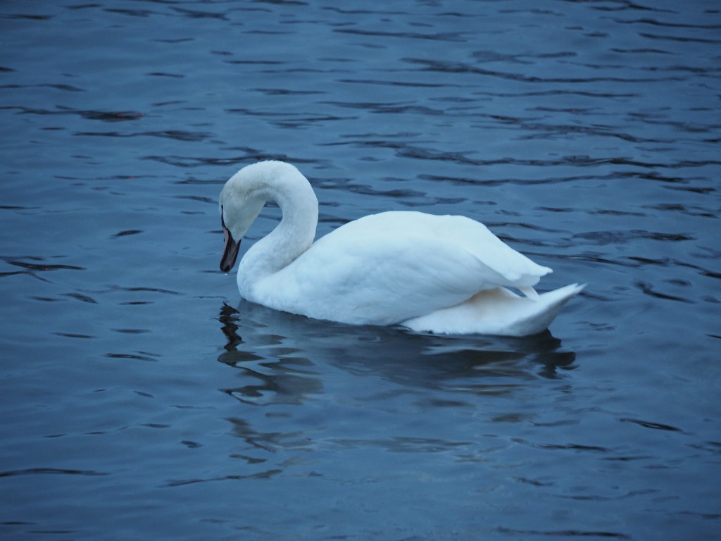 Feeding Swan by selkie