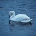 Feeding Swan by selkie
