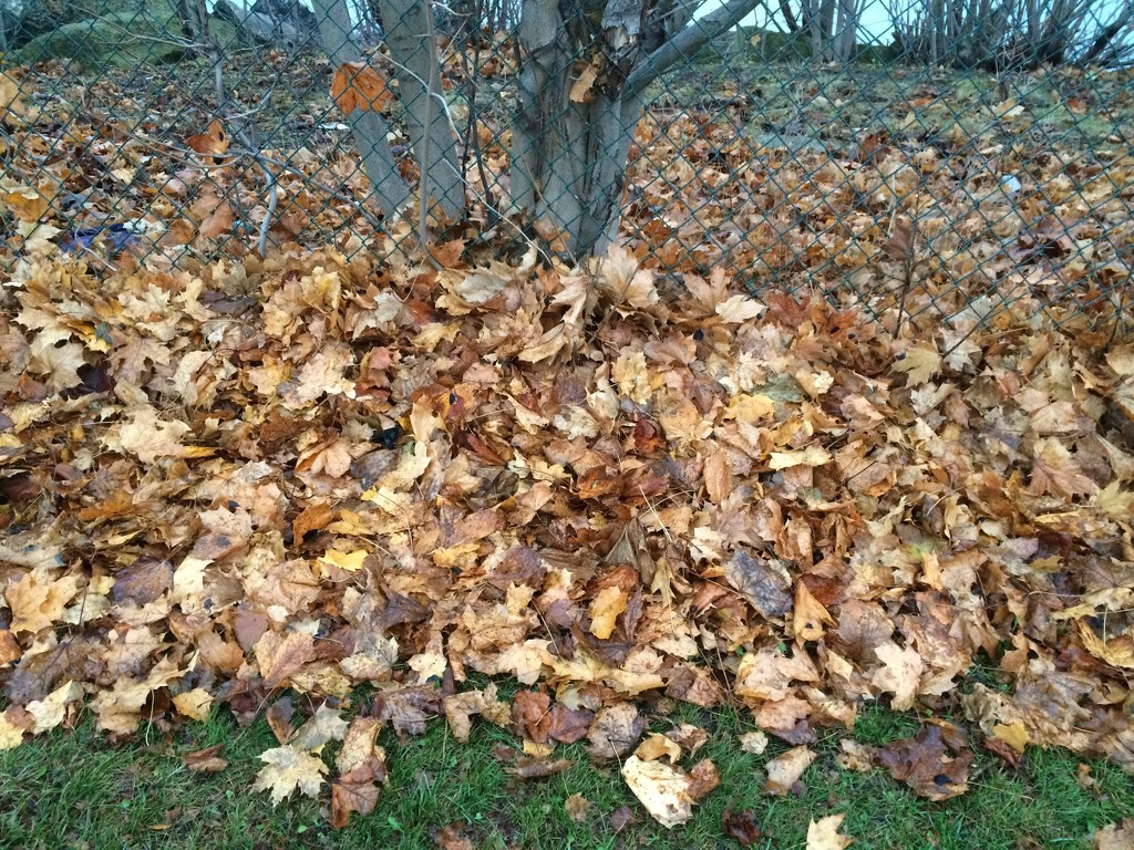 Fallen Leaves by selkie