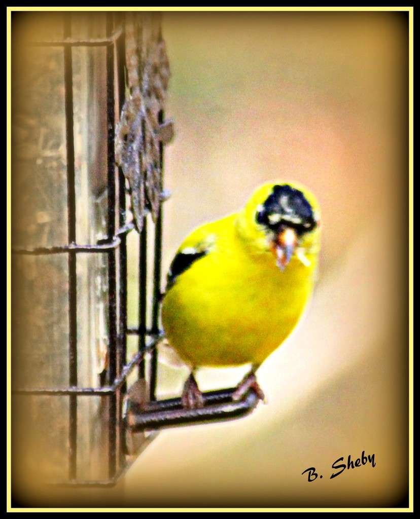 Yellow Bird by vernabeth