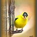 Yellow Bird by vernabeth