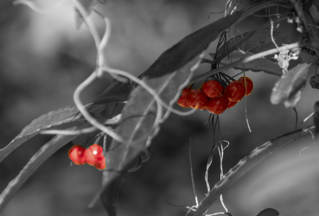 Red Holly Berries! by rickster549