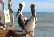 16th Feb 2016 - Pretty Pelicans
