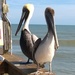 Pretty Pelicans by scoobylou