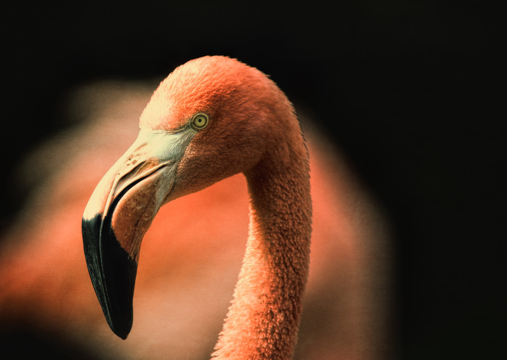 Flamingo Friday 005 by stray_shooter