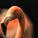 Flamingo Friday 005 by stray_shooter