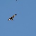 Kite Flying by bulldog
