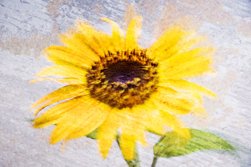 Sunflower by helenw2