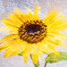 Sunflower by helenw2