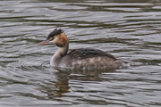 15th Feb 2016 - GREAT CRESTED GREBE