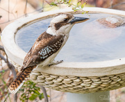 1st Feb 2016 - Kookaburra at the bird bath.
