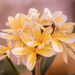 Yellow frangipani by bella_ss