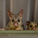 Our resident possums by bella_ss