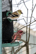 17th Feb 2016 - At the feeder