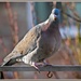 Wood Pigeon by carolmw