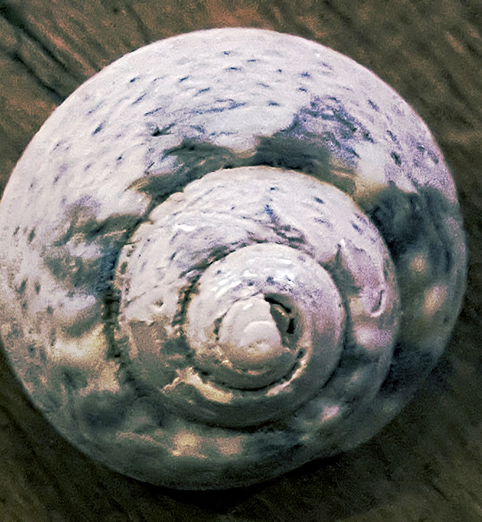 swirly shell by megpicatilly