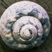 swirly shell by megpicatilly