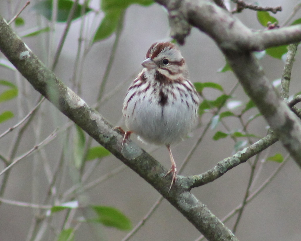 Sparrow by cjwhite