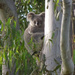 V branches by koalagardens