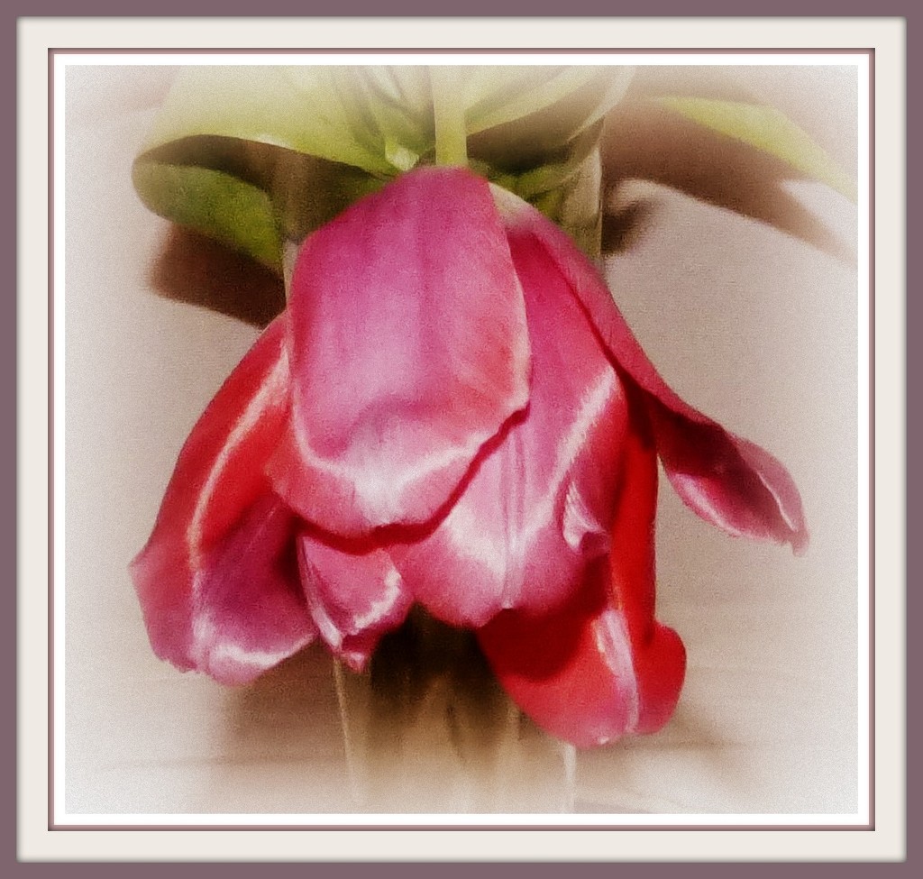 Tulip 1 by beryl