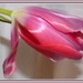 Tulip 2 by beryl