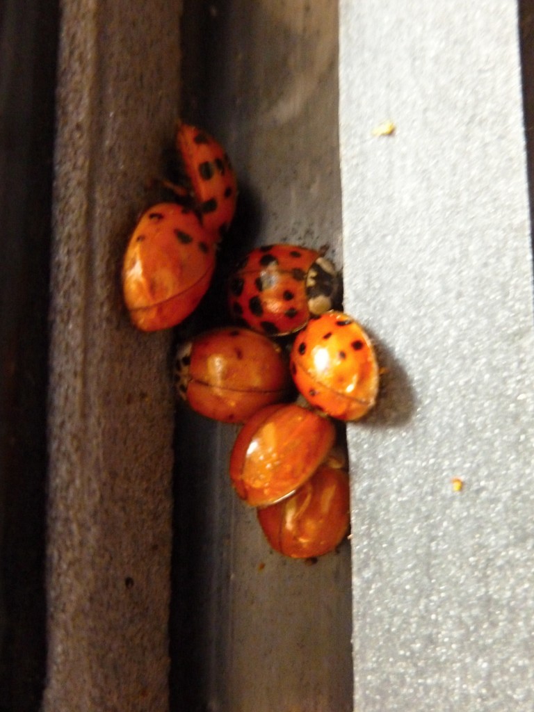 Ladybugs by gabis